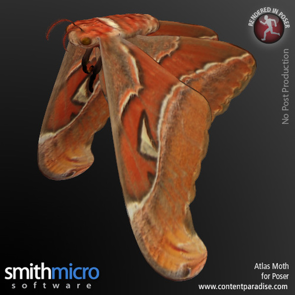 Atlas Moth by N/A