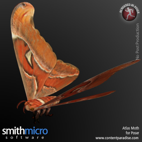 Atlas Moth by N/A