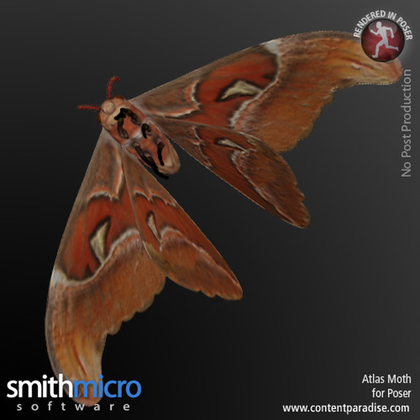 Atlas Moth by N/A