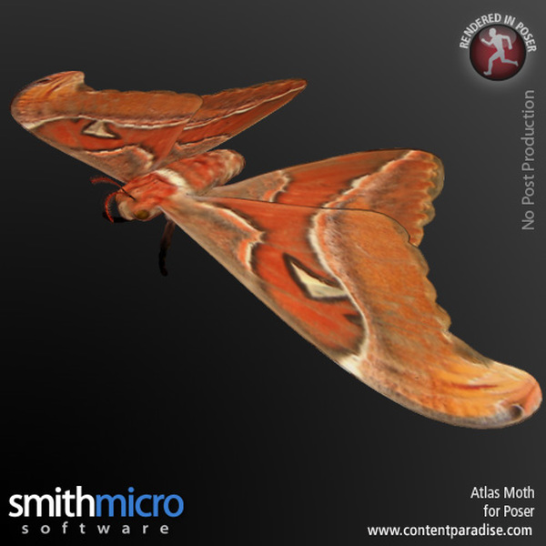 Atlas Moth by N/A