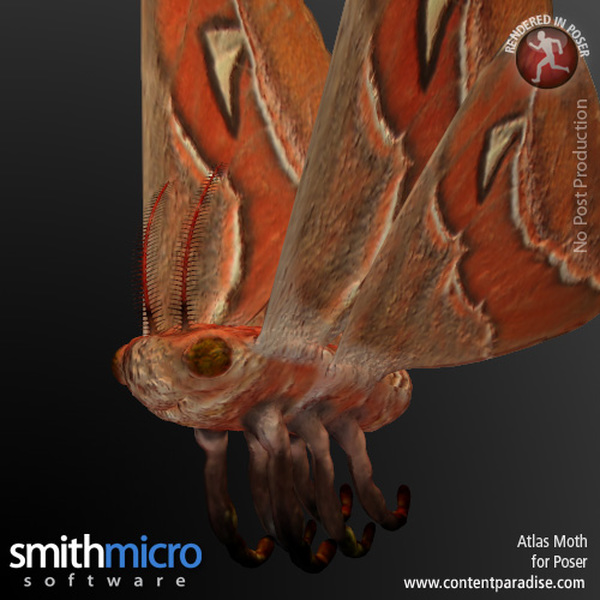 Atlas Moth by N/A
