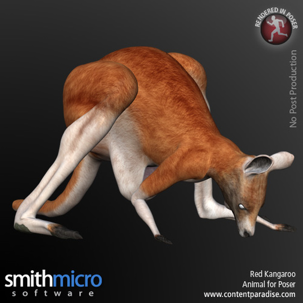 Kangaroo by N/A