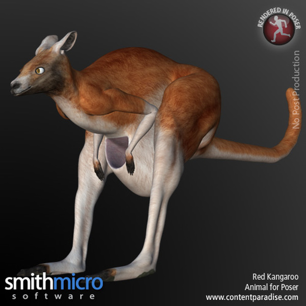 Kangaroo by N/A