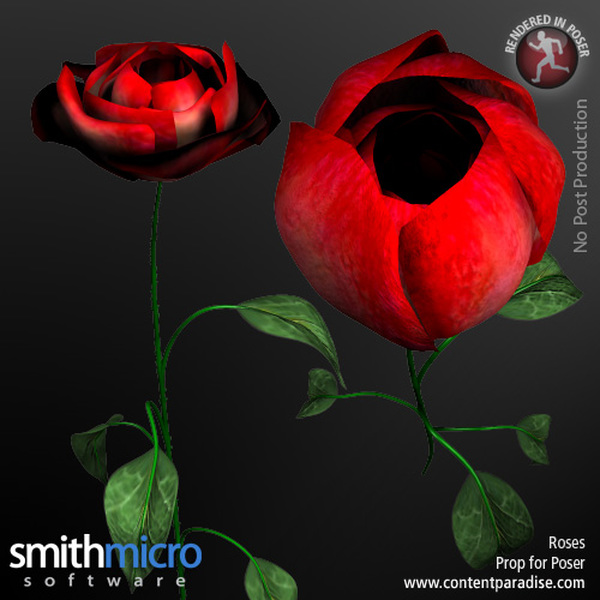 Long Stemmed Rose by N/A
