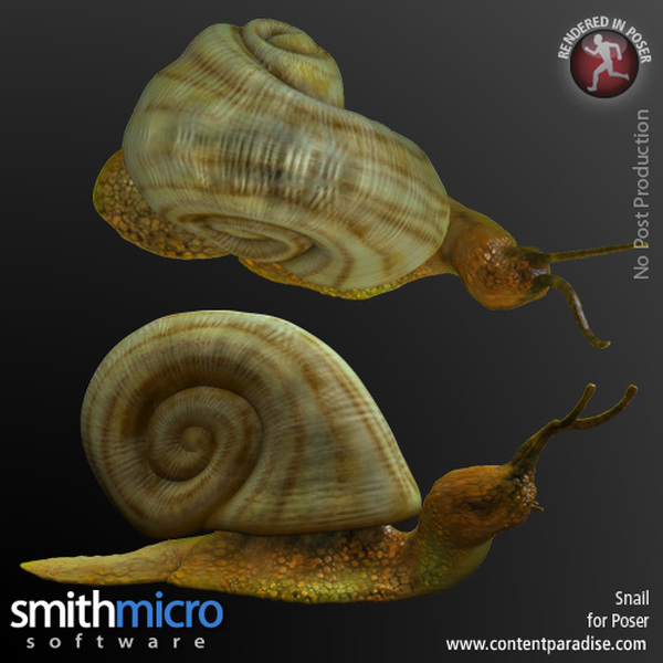 Snail by N/A