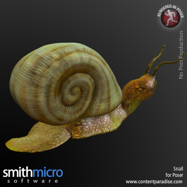 Snail by N/A