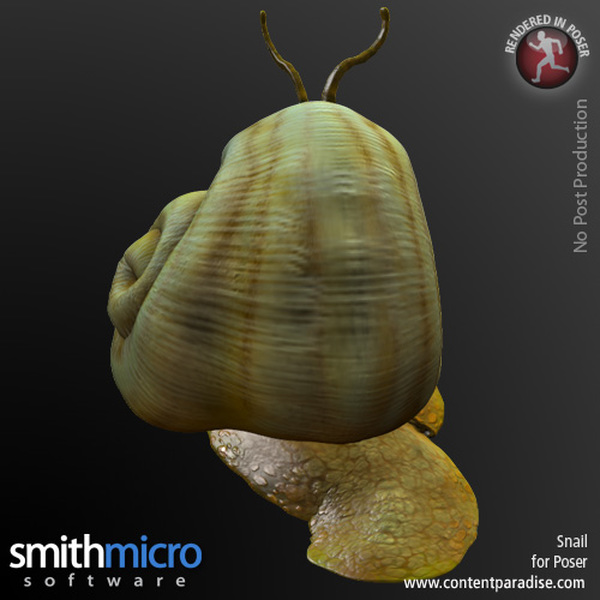 Snail by N/A