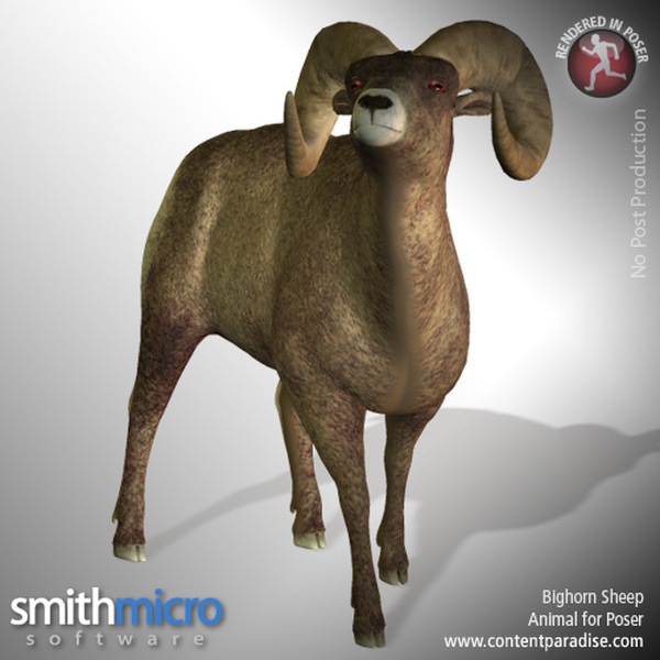 American Bighorn Sheep (Wildlife Series) by N/A