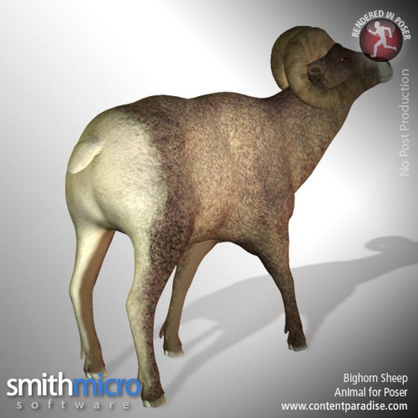 American Bighorn Sheep (Wildlife Series) by N/A