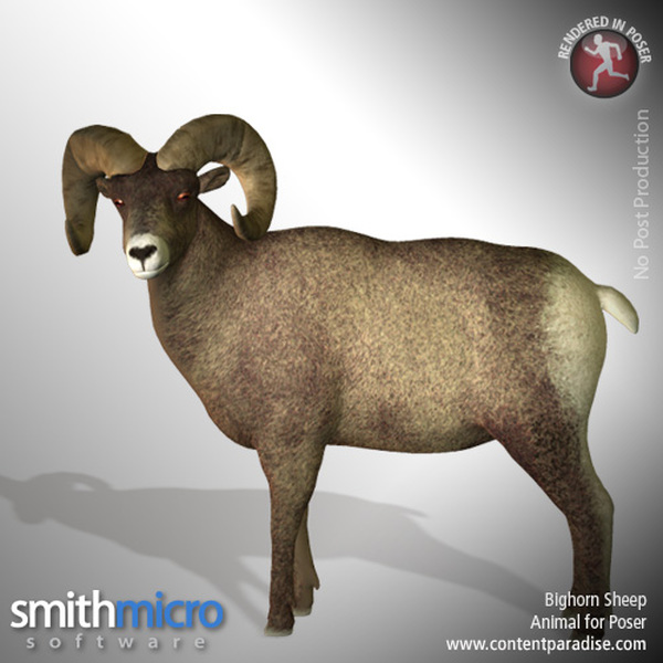 American Bighorn Sheep (Wildlife Series) by N/A