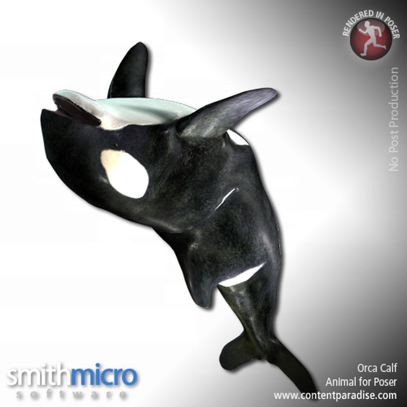 Baby Orca by N/A