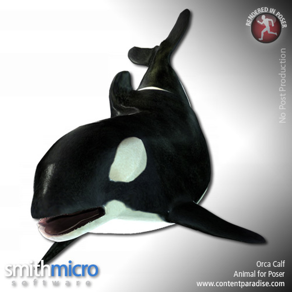 Baby Orca by N/A