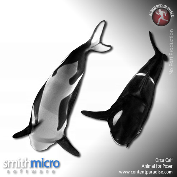 Baby Orca by N/A