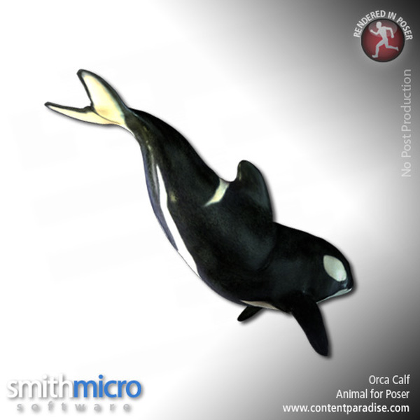 Baby Orca by N/A
