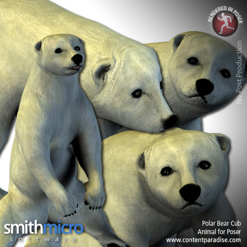 Baby Polar Bear by N/A