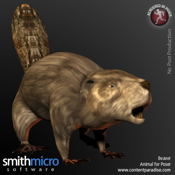 Beaver by N/A