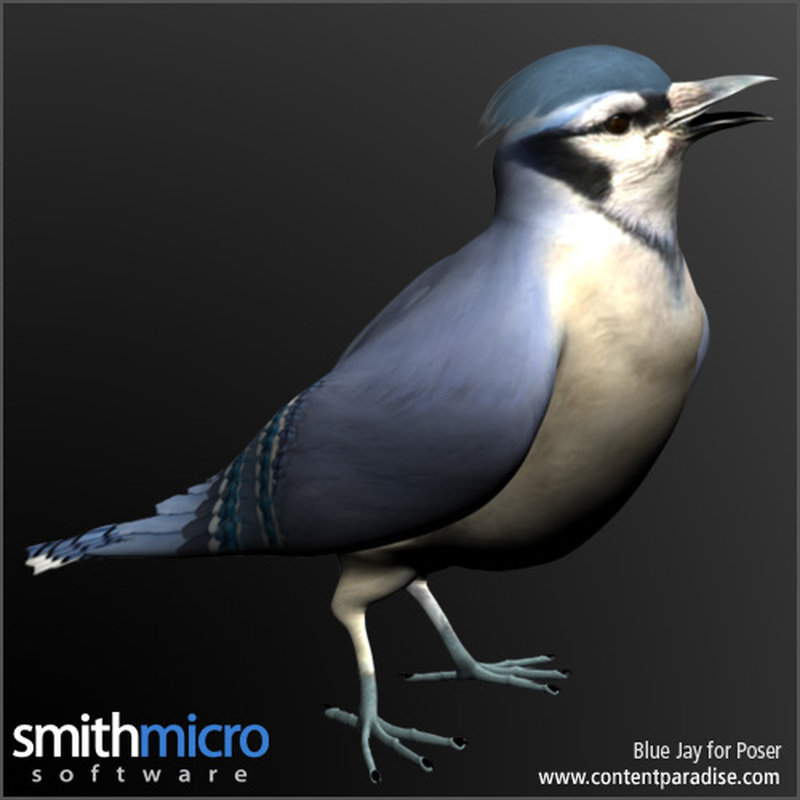 Blue Jay by N/A