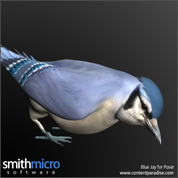 Blue Jay by N/A