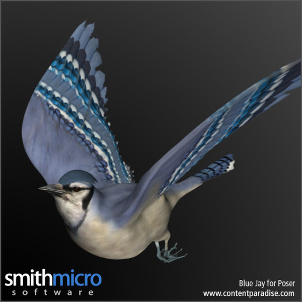 Blue Jay by N/A