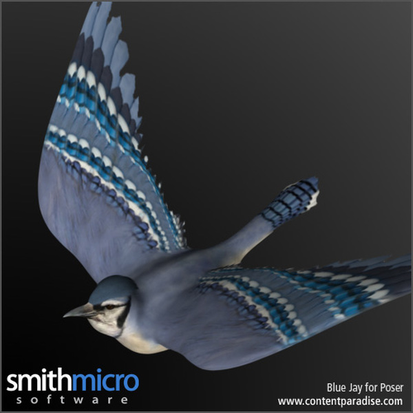 Blue Jay by N/A
