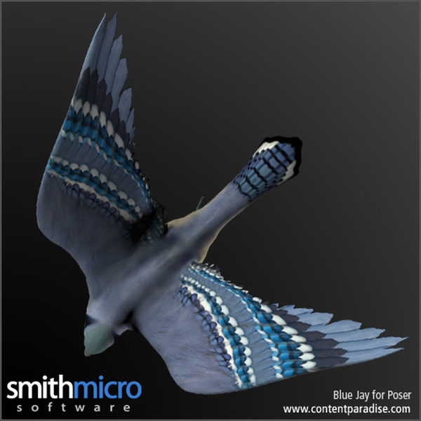 Blue Jay by N/A