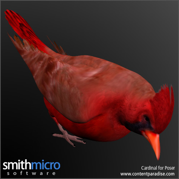 Cardinal by N/A