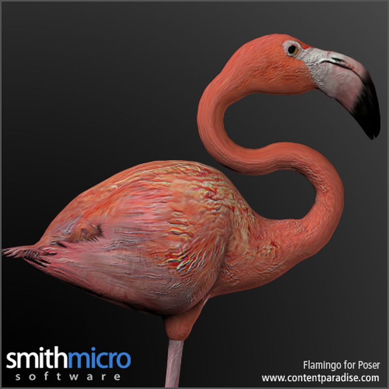 Caribbean Flamingo by N/A