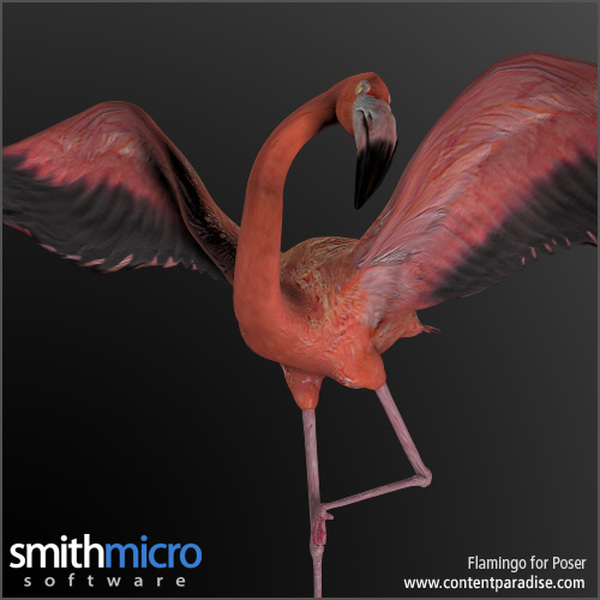 Caribbean Flamingo by N/A