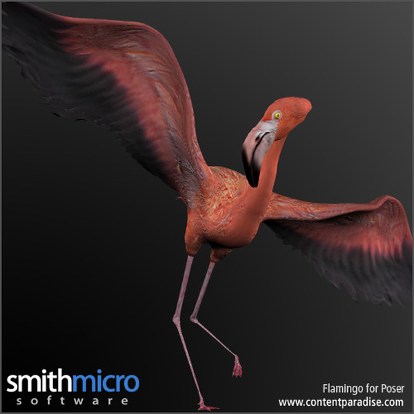 Caribbean Flamingo by N/A