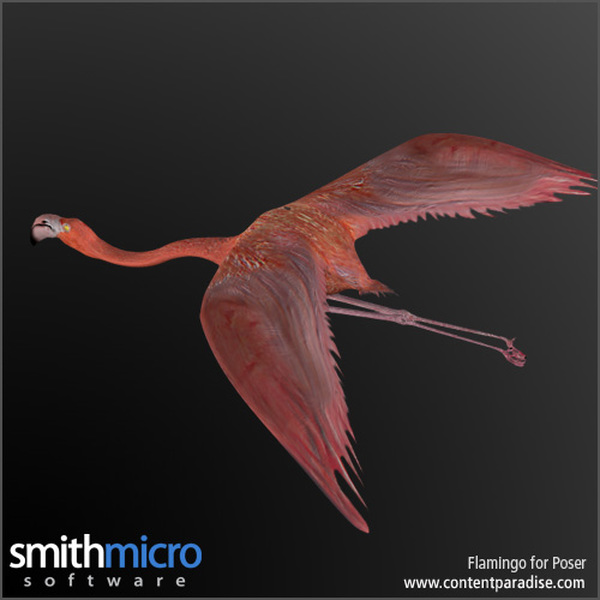 Caribbean Flamingo by N/A