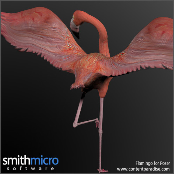 Caribbean Flamingo by N/A