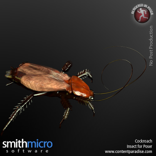 Cockroach by N/A