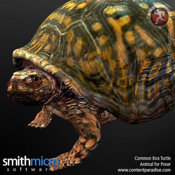 Common Box Turtle by N/A