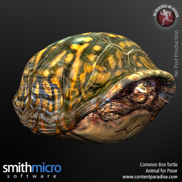 Common Box Turtle by N/A