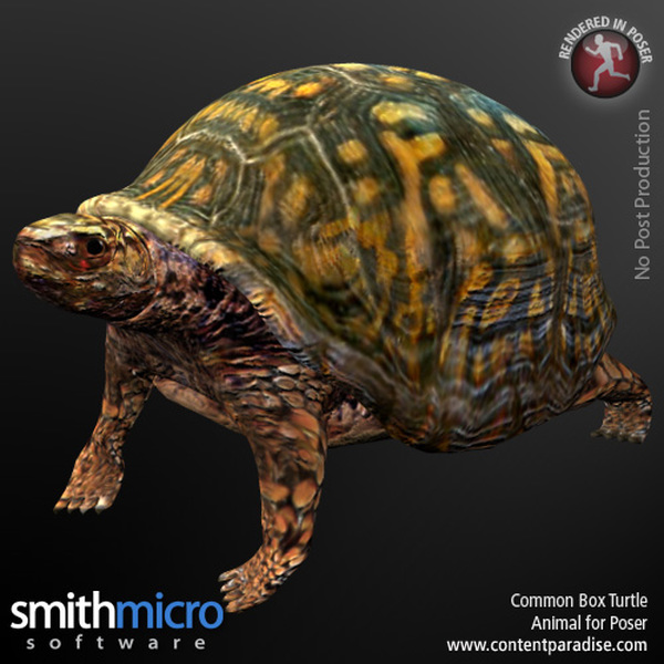 Common Box Turtle by N/A