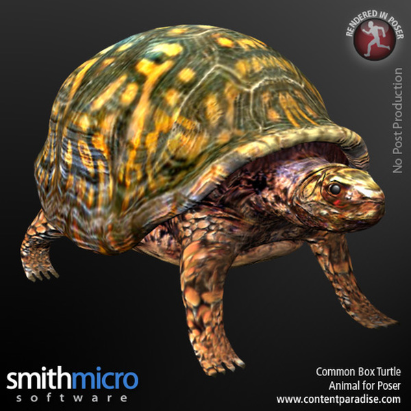Common Box Turtle by N/A