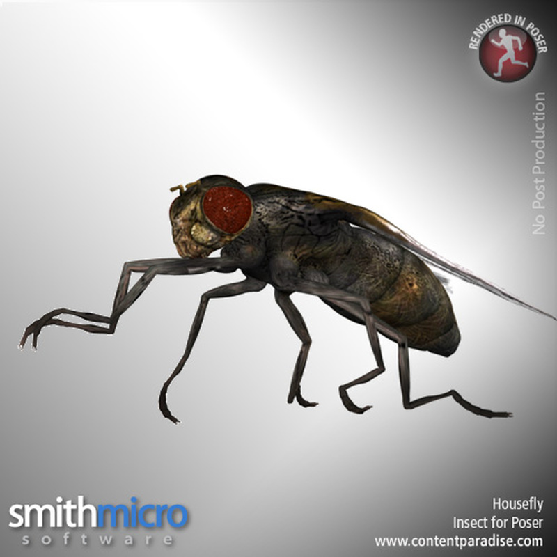 Housefly by N/A