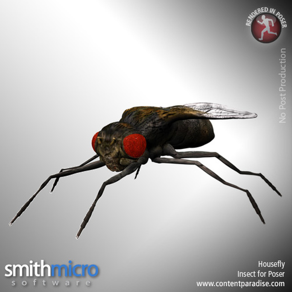 Housefly by N/A