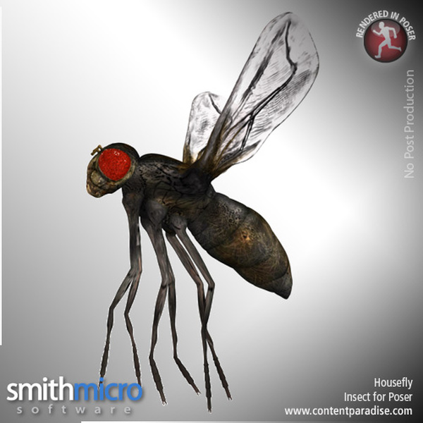 Housefly by N/A