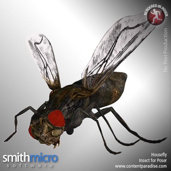 Housefly by N/A