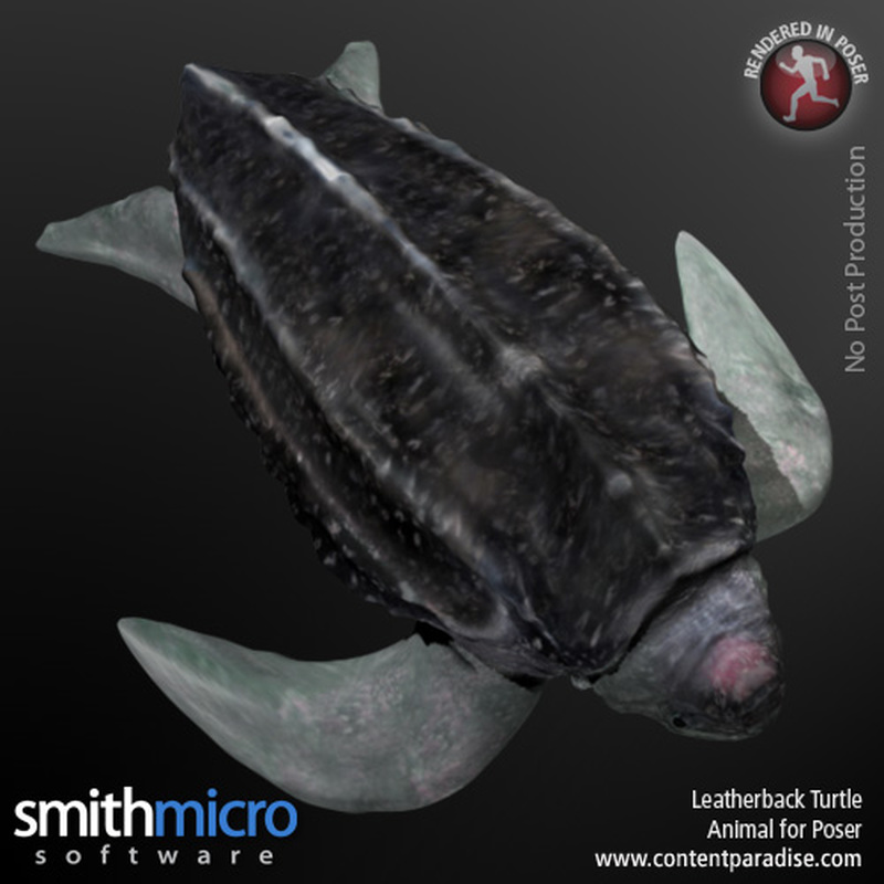 Leatherback Turtle by N/A