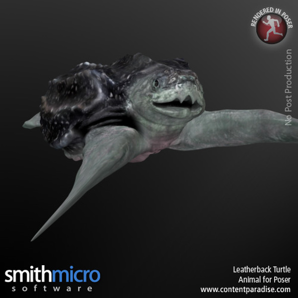 Leatherback Turtle by N/A