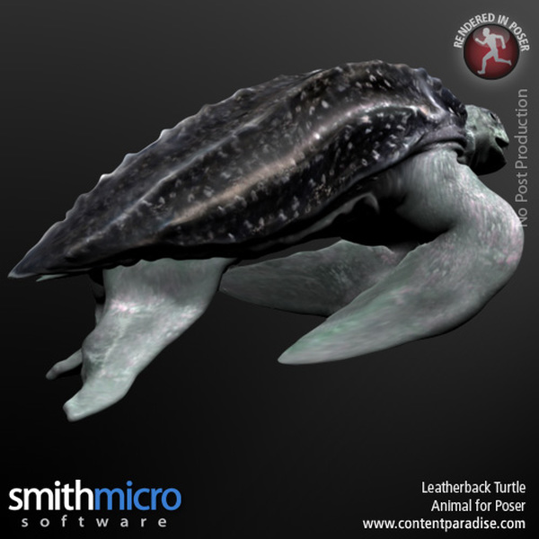 Leatherback Turtle by N/A
