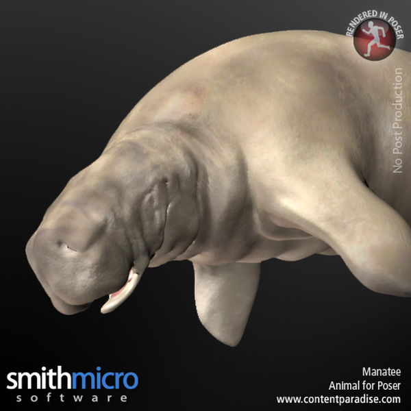Manatee by N/A