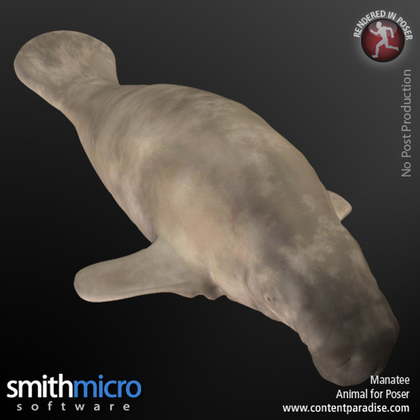 Manatee by N/A