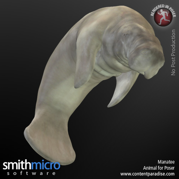 Manatee by N/A