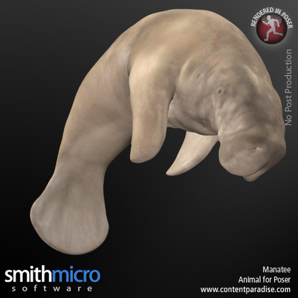 Manatee by N/A