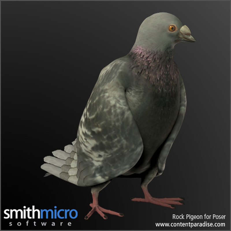 Rock Pigeon by N/A