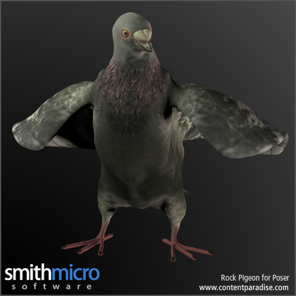 Rock Pigeon by N/A