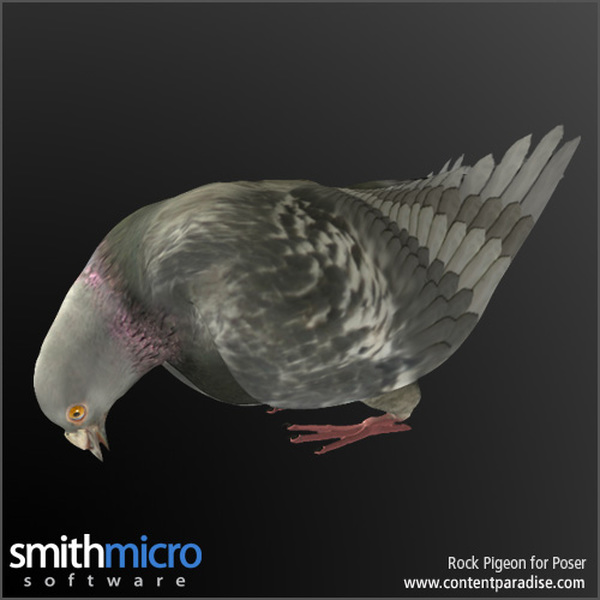 Rock Pigeon by N/A